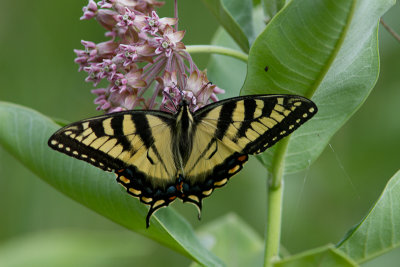 Eastern Tiger Swallowtail / Papilio glaucus