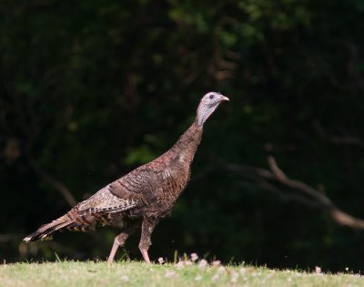 Wild Turkey / Kalkoen / Meleagris gallopavo