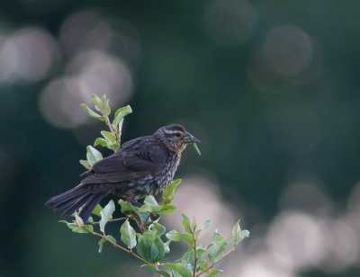 Red-winged Blackbird / Epauletspreeuw / Agelaius phoeniceus