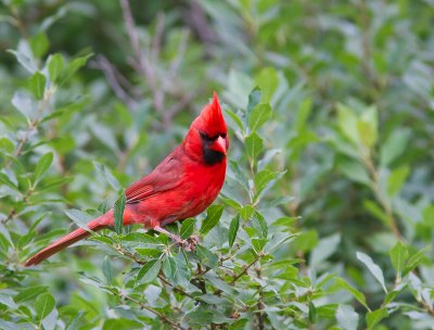 Northern Cardinal / Kardinaalvogel / Cardinalis cardinalis