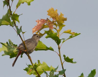 Grey Catbird / Katvogel / Dumetella carolinensis