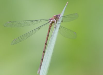Spotted Spreadwing / Lestes congener