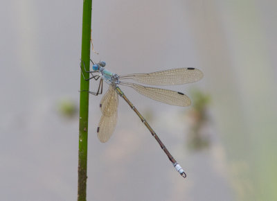 Amber-winged Spreadwing / Lestes eurinus
