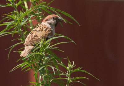 Eurasian Tree Sparrow / Ringmus / Passer montanus