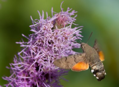 Kolibrievlinder / Hummingbird Hawk-moth / Macroglossum stellatarum