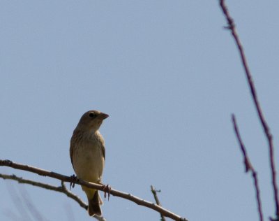 Red-headed Bunting / Bruinkopgors / Emberiza bruniceps