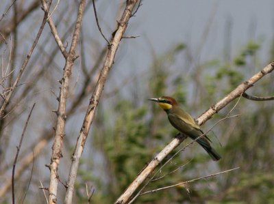 European Bee-eater / Bijeneter / Merops apiaster