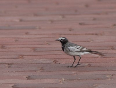 Masked Wagtail / Maskerkwikstaart / Motacilla alba personata