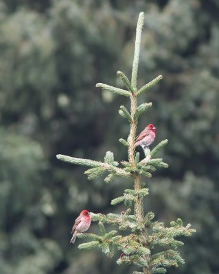 Common Rosefinch / Roodmus / Carpodacus erythrinus