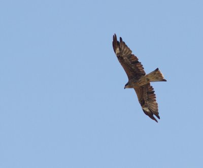 Black Kite / Zwarte Wouw / Milvus migrans