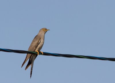 Common Cuckoo / Koekoek / Cuculus canorus