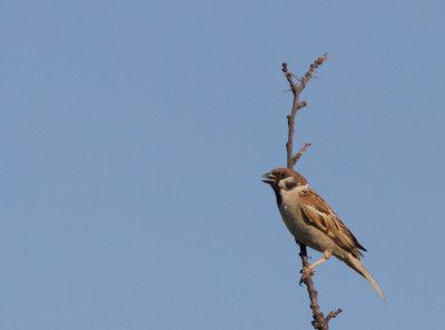 Ringmus / Eurasian Tree Sparrow / Passer montanus