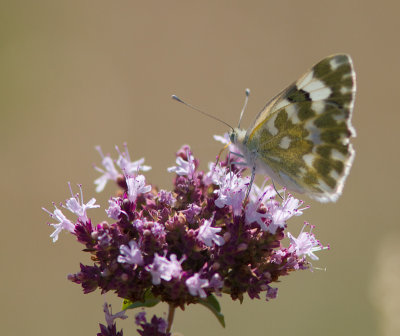 Oostelijk resedawitje / Eastern Bath White / Pontia edusa