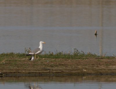 Caspian Gull / Pontische meeuw / Larus cachinnans