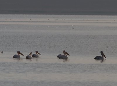 Great White Pelican / Roze Pelikaan / Pelecanus onocrotalus