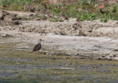 Ruff / Kemphaan / Philomachus pugnax