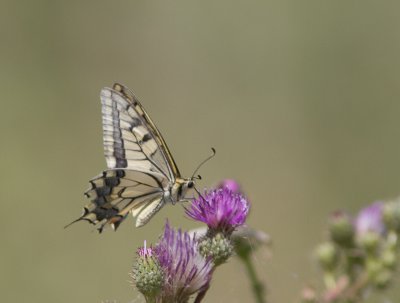 Koninginnepage / Old World Swallowtail / Papilio machaon