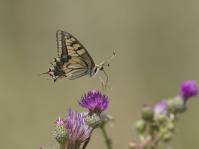 Koninginnepage / Old World Swallowtail / Papilio machaon