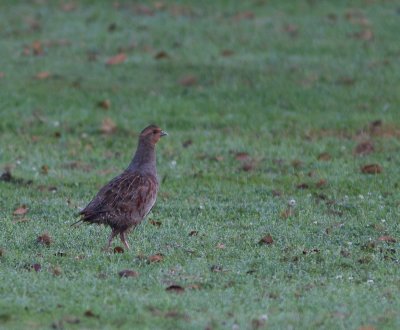 Patrijs / Grey Partridge / Perdix perdix