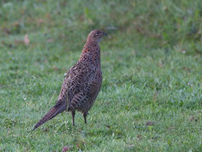Fazant / Common Pheasant / Phasianus colchicus
