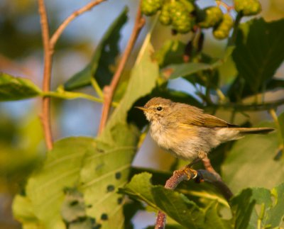 Tjiftjaf /  Chiffchaff / Phylloscopus collybita