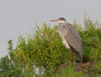 Blauwe Reiger / Grey Heron / Ardea cinerea