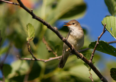 Bosrietzanger / Marsh Warbler / Acrocephalus palustris