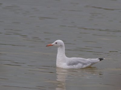 Dunbekmeeuw / Slender-billed Gull / Chroicocephalus genei