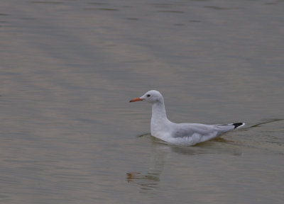 Dunbekmeeuw / Slender-billed Gull / Chroicocephalus genei