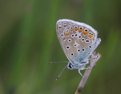 Icarusblauwtje / Common Blue / Polyommatus icarus