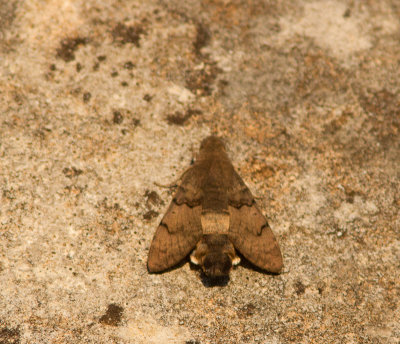 Kolibrievlinder / Hummingbird Hawk-moth / Macroglossum stellatarum