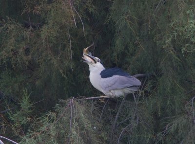 Kwak / Night heron / Nycticorax nycticorax