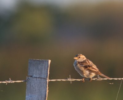 Huismus / House Sparrow / Passer domesticus