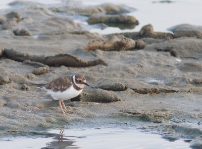 Kleine Plevier / Little Ringed Plover / Charadrius dubius