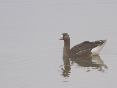 Kolgans / Greater White-fronted Goose / Anser albifrons