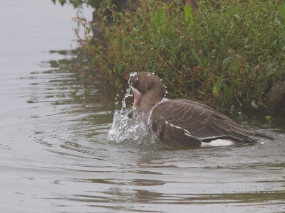 Kolgans / Greater White-fronted Goose / Anser albifrons