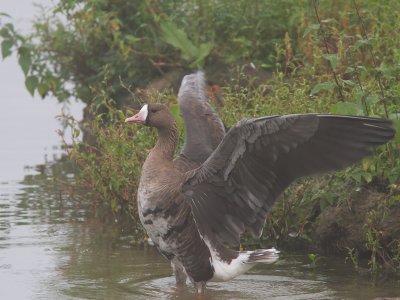 Kolgans / Greater White-fronted Goose / Anser albifrons
