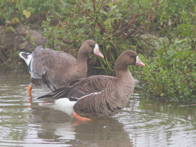 Kolgans / Greater White-fronted Goose / Anser albifrons