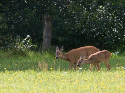 Ree / Roe Deer / Capreolus capreolus
