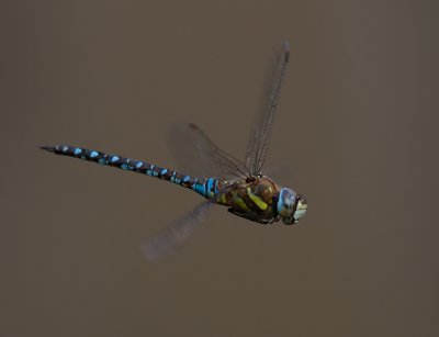 g4/62/962762/3/137968750.9actckKr.jpg
