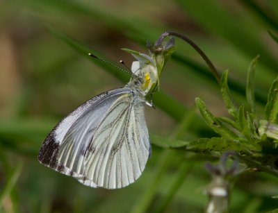 Klein geaderd witje / Green-veined White / Pieris napi