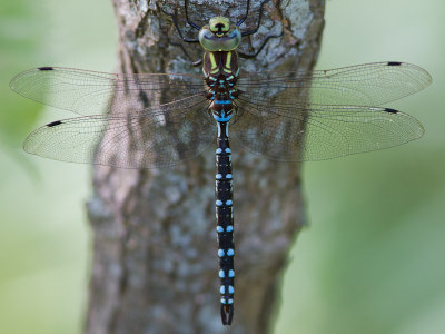 Lance-tipped darner / Aeshna constricta