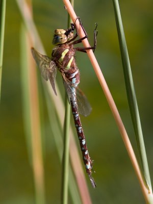 Lance-tipped darner / Aeshna constricta