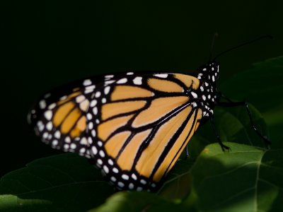 Monarchvlinder / Monarch / Danaus plexippus