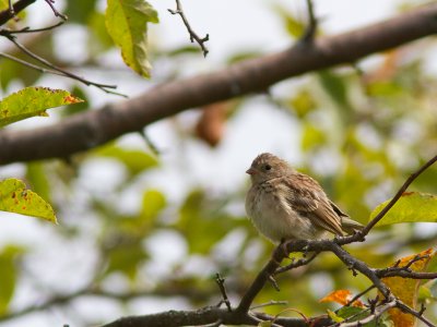 Field sparrow / Veldgors / Spizella pusilla