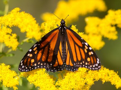 Monarchvlinder / Monarch / Danaus plexippus