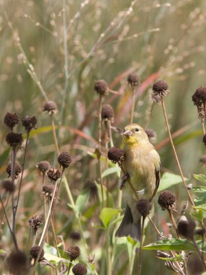 American Goldfinch / Treursijs / Spinus tristis