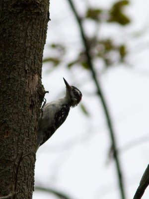 Hairy Woodpecker / Haarspecht / Picoides villosus