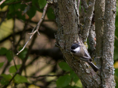 Black-capped Chickadee / Amerikaanse Matkop / Parus atricapillus