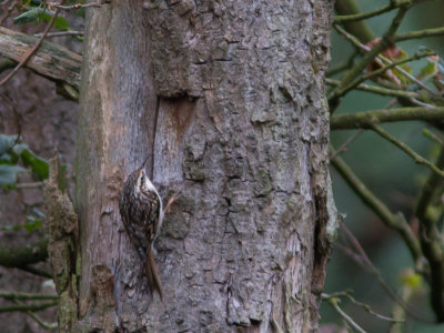 Boomkruiper / Short-toed Treecreeper / Certhia brachydactyla